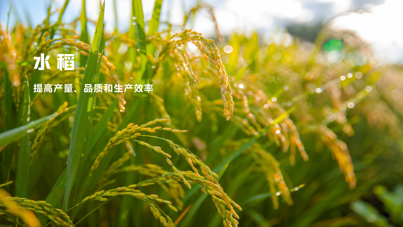 水稻大图.jpg
